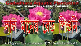 লাল পদ্ম মানেই রেড পিয়নী