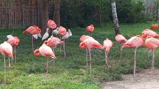 ♡ 미국 플로리다 동물원 ♡ #동물원 #동물 #동물농장 #동물의숲 #동물반응
