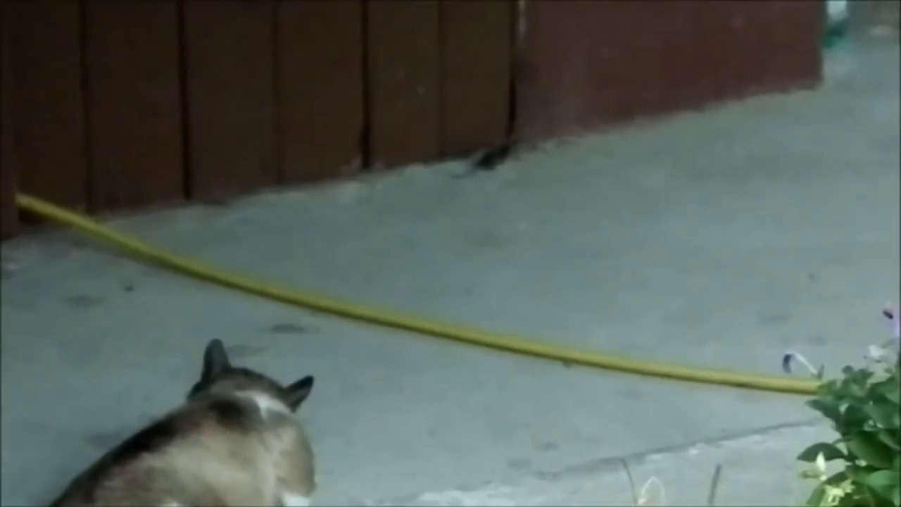 Огромная крыса против кот. Кот и крыса видео. Кот и мыши. Кот и крыса видео. Кот и крыса видео.