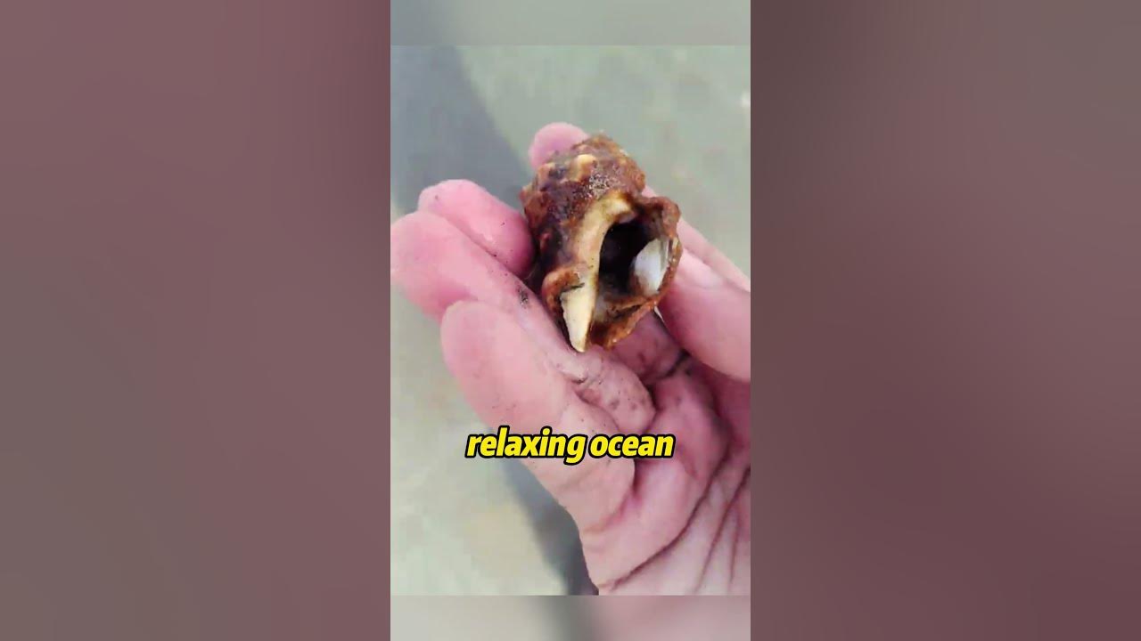 Why can you hear the ocean in a seashell seashell sound sea ocean