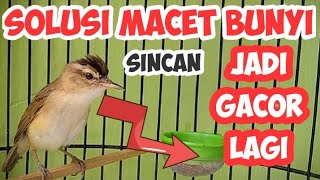 CARA MENGATASI KERAK BASI SINCAN MACET BUNYI AGAR SINCAN CEPAT GACOR KEMBALI