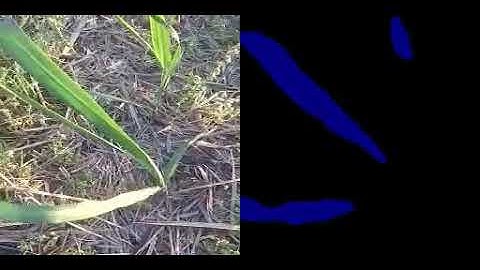 Sugarcane crop weed segmentation