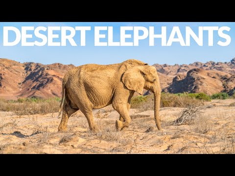 The World&rsquo;s Only Desert Elephants | Desert Giants Expedition