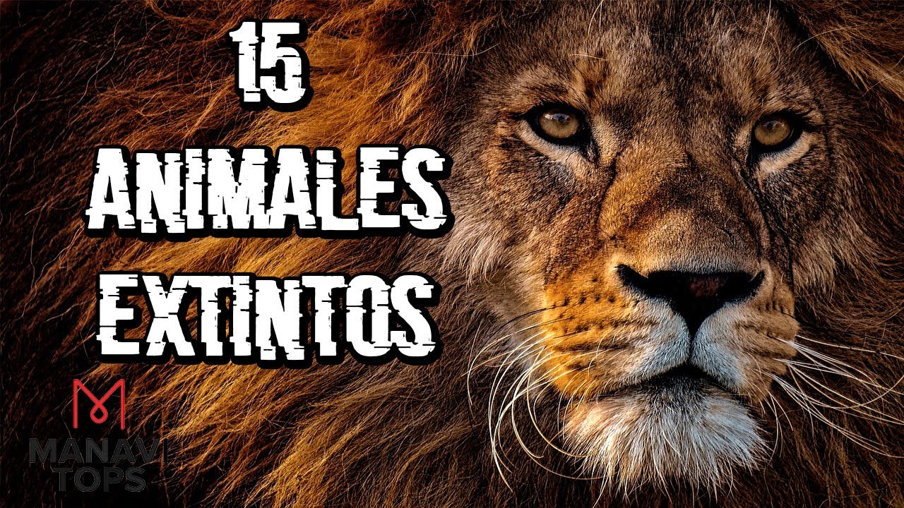 15 Animales Extintos En Los Ultimos Años - YouTube