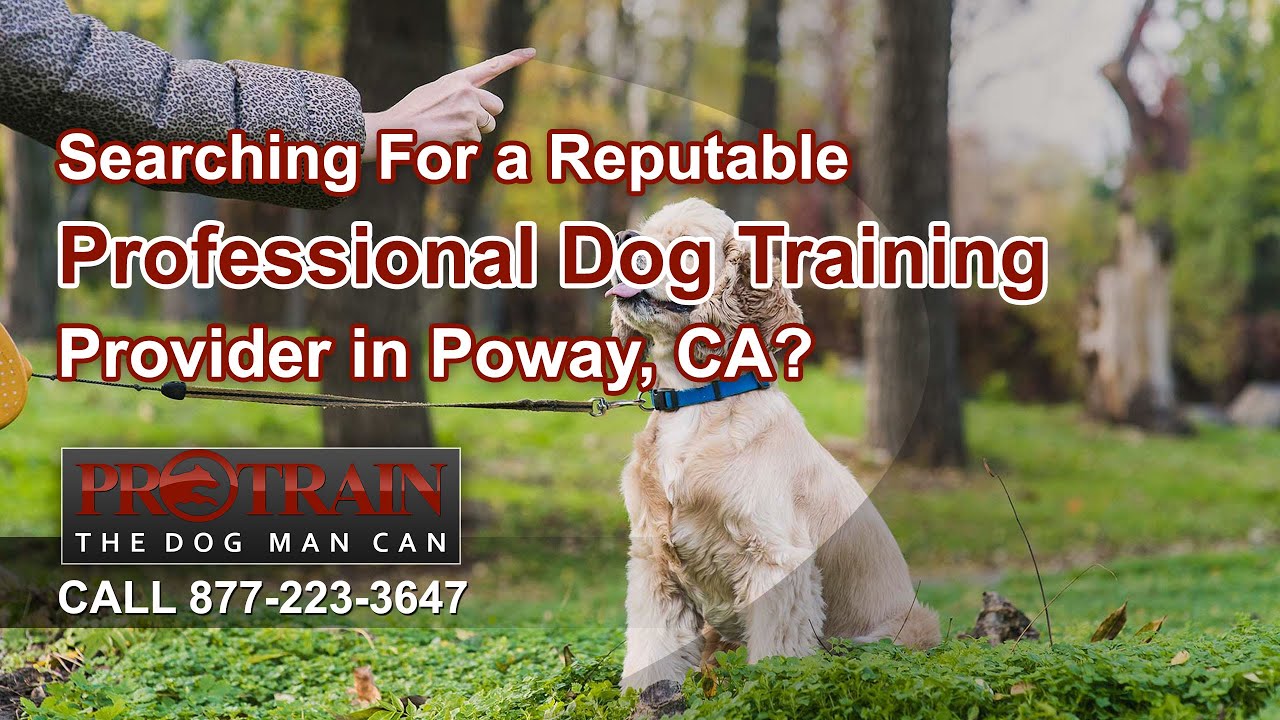 Why Your Dog Isn't Listening—And How Dog Training in Poway Can Change Everything