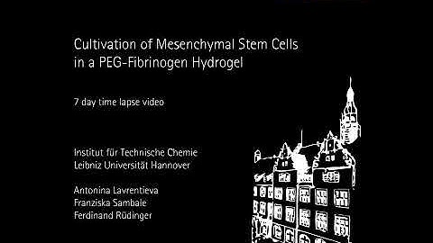 Time Lapse Video of MSC in a solid 3D Hydrogel System
