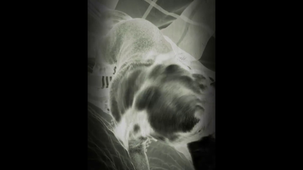 Asylantenhund frisst deutschen Kinderarm