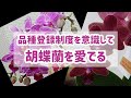 胡蝶蘭ー品種登録の記録を見ながら胡蝶蘭を愛でてみたー自宅での胡蝶蘭の育て方も大切だけど、たまには公式データと照らし合わせて楽しんでみる