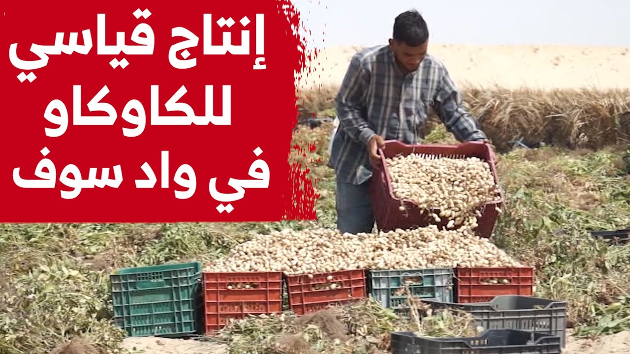 بإنتاج يفوق 124 ألف قنطار سنويا .. واد سوف الأولى وطنيا في إنتاج الفول السوداني