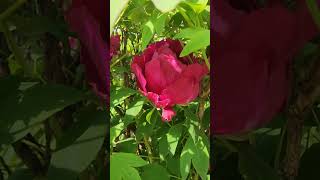 모란//4월15일
