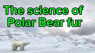 Polar Bear Fur Isn’t White?! The Wild Science Inside