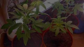 My First Grow!!!