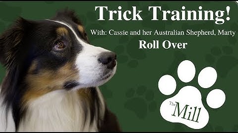 Trick Training: Part 3 - Roll Over