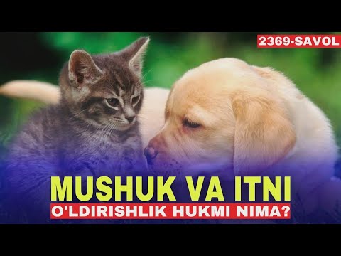 It va Mushuklarni