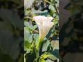 Safed Datura Ka Khilta Hua Phool Flowers Nature Garden 