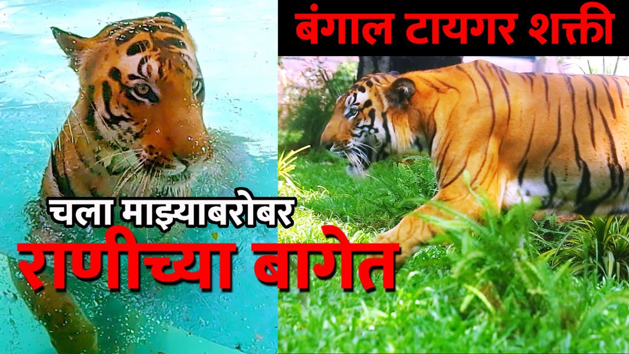 RANICHI BAUG , TIGER IN RANI BAUG ll राणीची बाग Mumbai Byculla Zoo ll  #ranibaug MUMBAI ZOO - Alo Japan