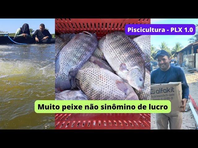 Agência ALESC  Cultivo de peixes pode dar lucro de R$ 1 por kg produzido