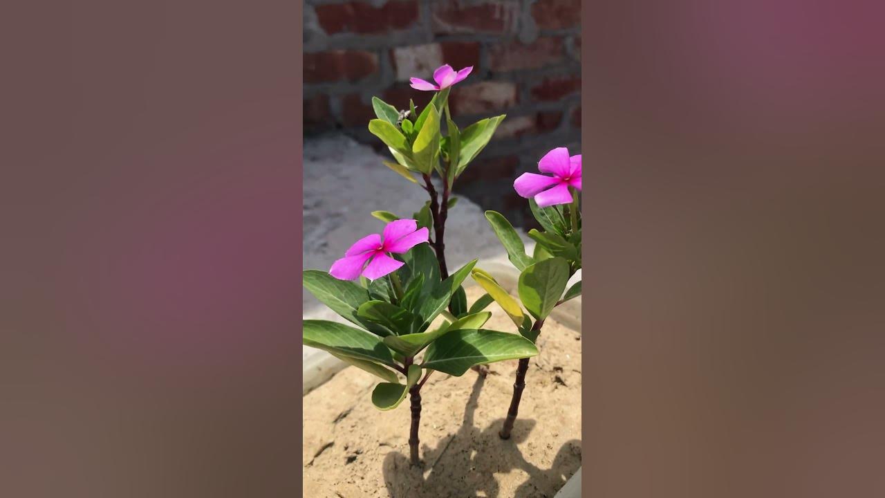 Sadabahar flowers YouTube