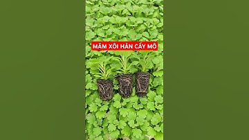 Cúc mâm xôi hàn #câygiốngcúcmâmxôi #gardening #cúcmâmxôihànquốc #mâmxôihàn #Chrysanthemum