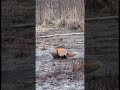 Rage Storm Breaker #wildlife #animals