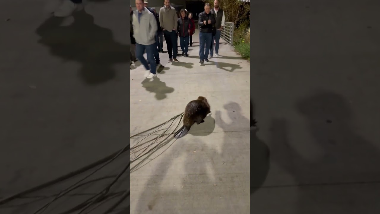 Determined Beaver Carries Large Branch Across Busy Path