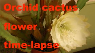 Orchid cactus time-lapse