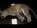 Video: Speeding vehicle kills leopard on Nagpur-Chandrapur Highway
