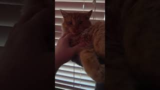 #cat #fuzzy #kitten #kittens