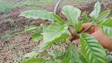 Cách chăm sóc, bón phân  và những lưu ý cơ bản sau khi cà phê mới trồng đã bén rễ