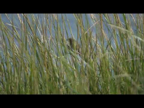 Saltmarsh Sparrow, Franklin