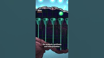 Blijkt dat we 20 zintuigen hebben (niet slechts 5)! | BBC Ideeën