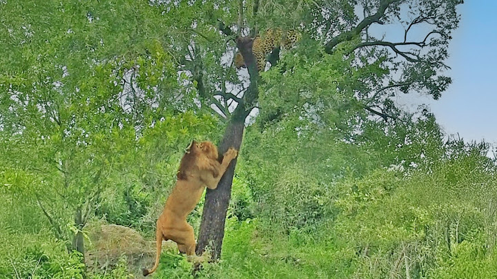 Leopard Drops Lion a Bone after it Struggles to Reach the Food