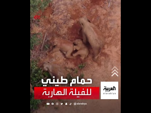 قطيع الفيلة الهارب في الصين يستمتع بحمام طيني