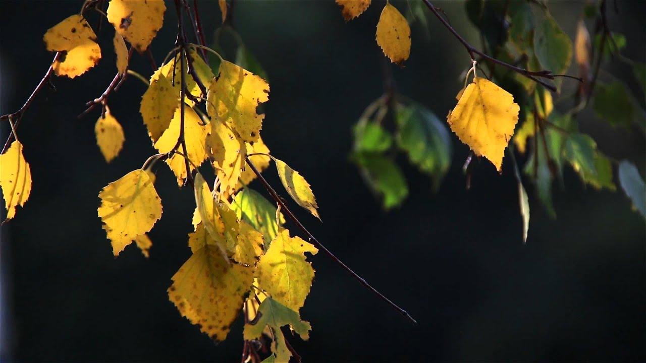 Качающаяся листва. Берёза листья. Лист березы желтый. Ветка березы осень. Осенние листья березы.