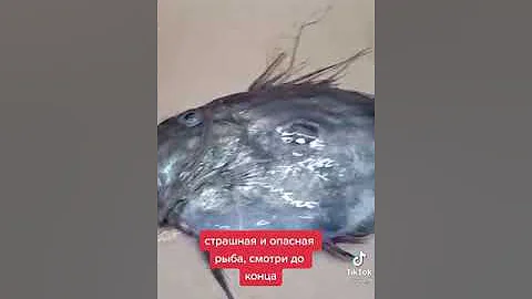 рыба солнечник