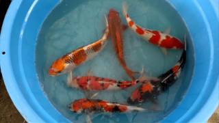 Miya Koi Farm Mix Nisai 3