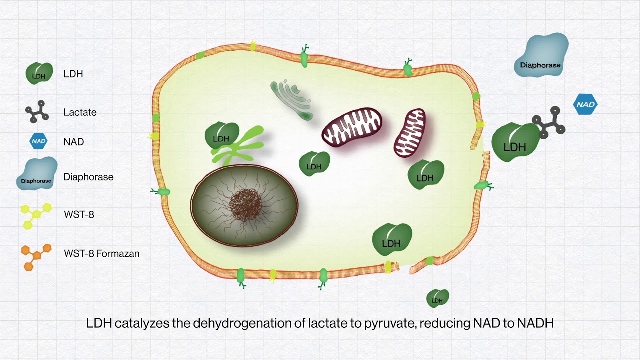 [BIOMAX] QuantiLDH™ Cytotoxicity Assay Kit YouTube