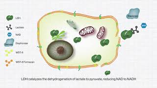 [BIOMAX] Quanti-LDH™ Cytotoxicity Assay Kit