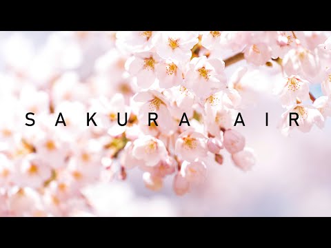 【4K】SAKURA AIR 2021 春の風　函館市 五稜郭公園の桜