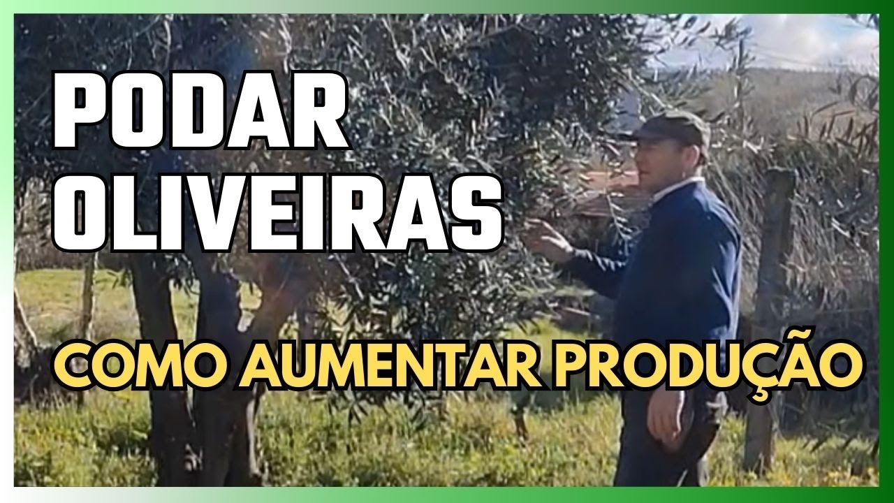 Como Podar Oliveiras Corretamente para Aumentar a Produção