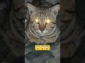 Glowing Eyes Cat in the Dark 🐱✨ | Mysterious Night Cat Look