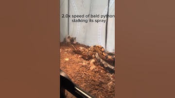 Video of me feeding my pet￼ ball python a mouse ￼ ￼￼￼ #ballpython ￼ #PetSnake  #PythonFeeding
