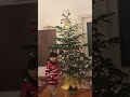 Real christmas tree wdecorationssimple