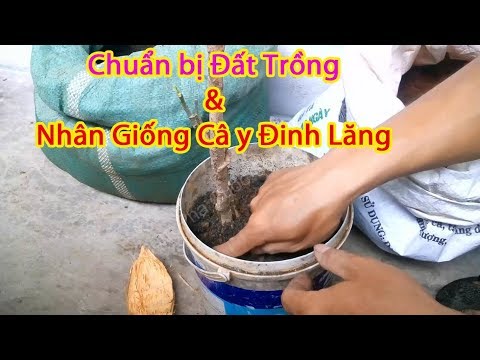 Video: Chuẩn Bị đất Cho đinh Hương