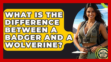What Is The Difference Between A Badger And A Wolverine? - The Wild Life Explorer
