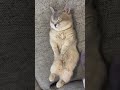 Cat videos #catmecs #cat # #catvideos #funnycat #funnycats