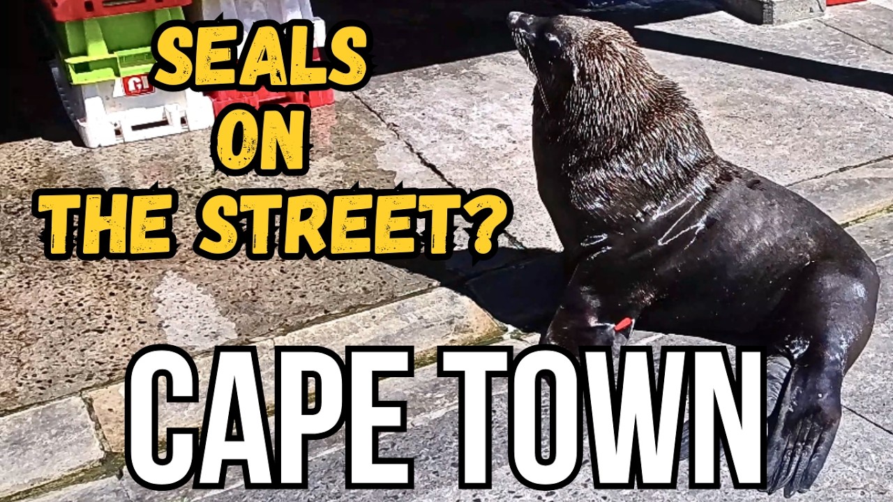 Exploring Cape Town #1 | Seal Island, Chapman’s Peak Drive & Kalk Bay