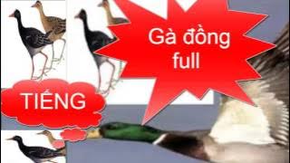 Tiếng chim mồi - Tiếng gà đồng mồi 1 giờ \