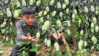Nam goes to pick mangoes to sell - Buys grilled chicken to eat, takes care of pets. Nam's daily life