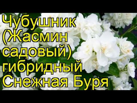 Видео: Придружаващи растения за жасмин: Какво расте добре с растенията жасмин